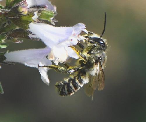 Réf. 242 059 : Megachile sp.